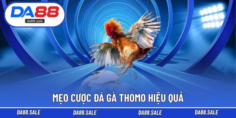 Mẹo cược đá gà Thomo hiệu quả